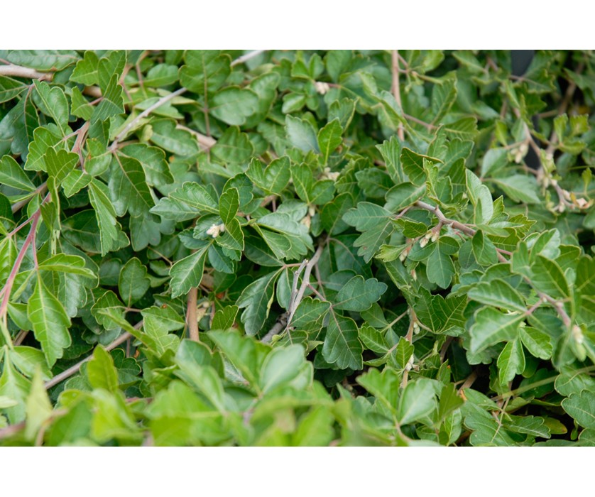 Creeping Three-Leaf Sumac
